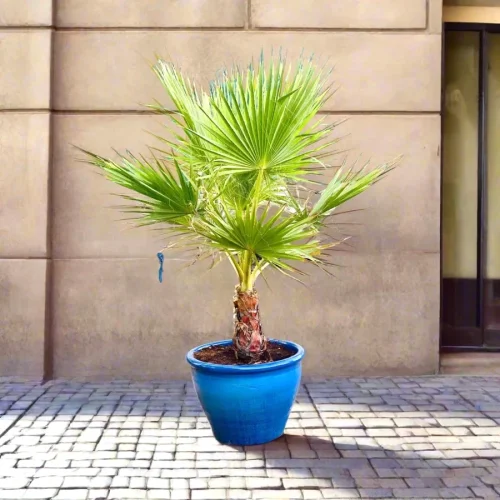 washingtonia_2024_greensouq