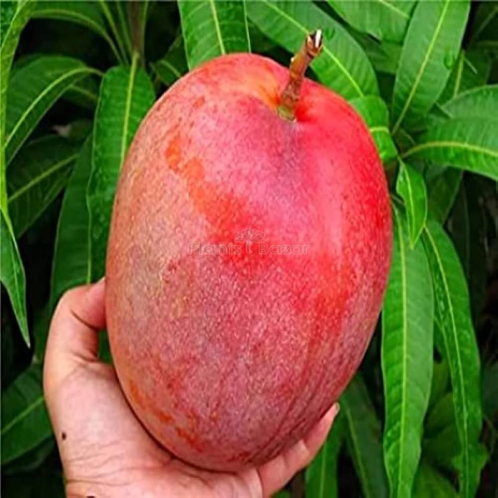 Mango Thai Red