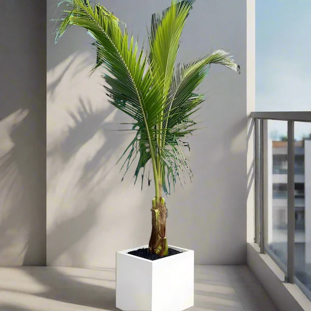 Coconut Large Spindle Palm Each Privacy Plant