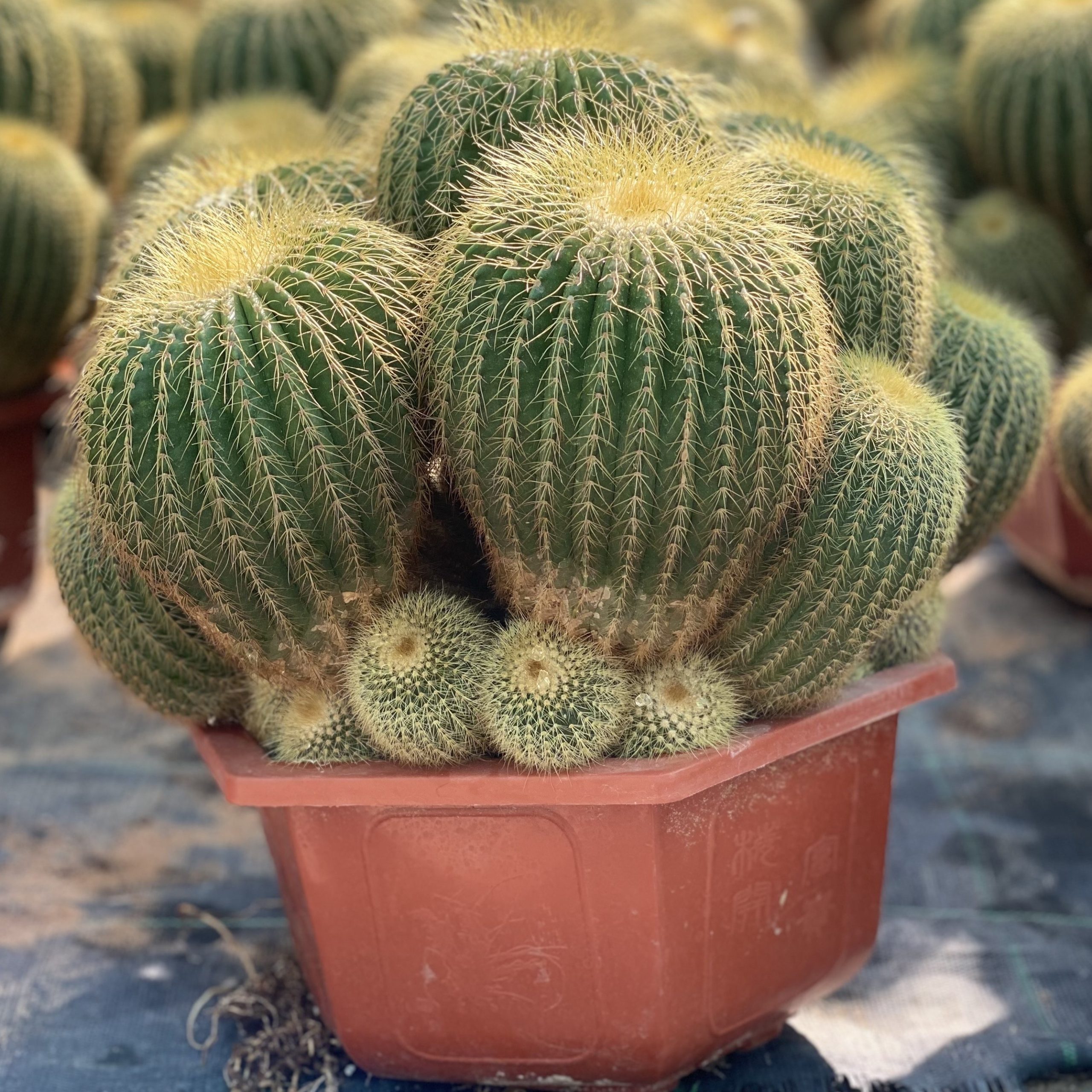 EchinoCactus Multi HeadEchinoCactus Multi Head