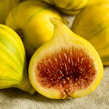 Fig Tree yellow