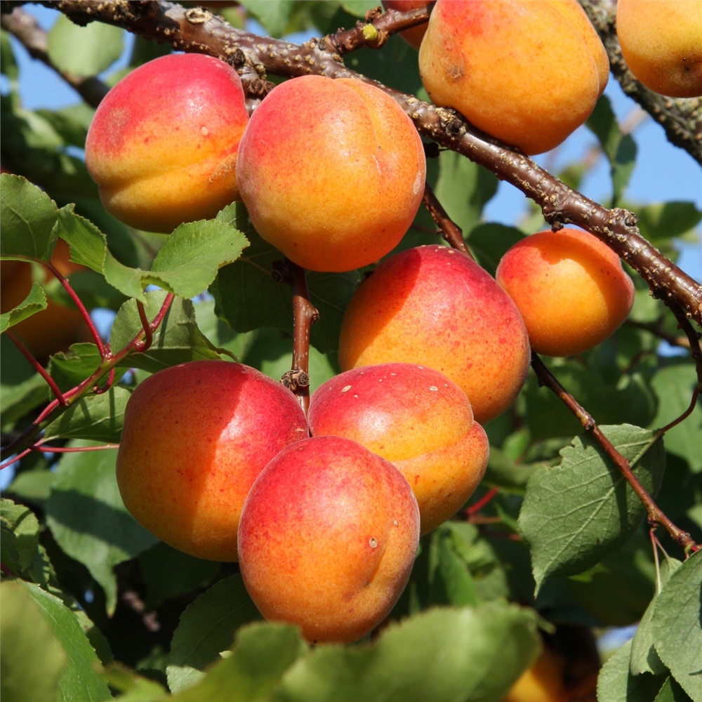 Apricot Tree