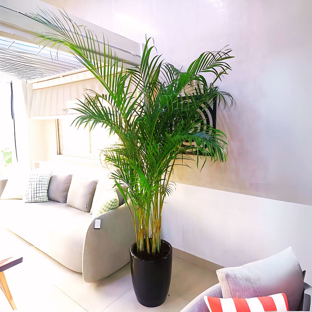 Areca in XL indoor