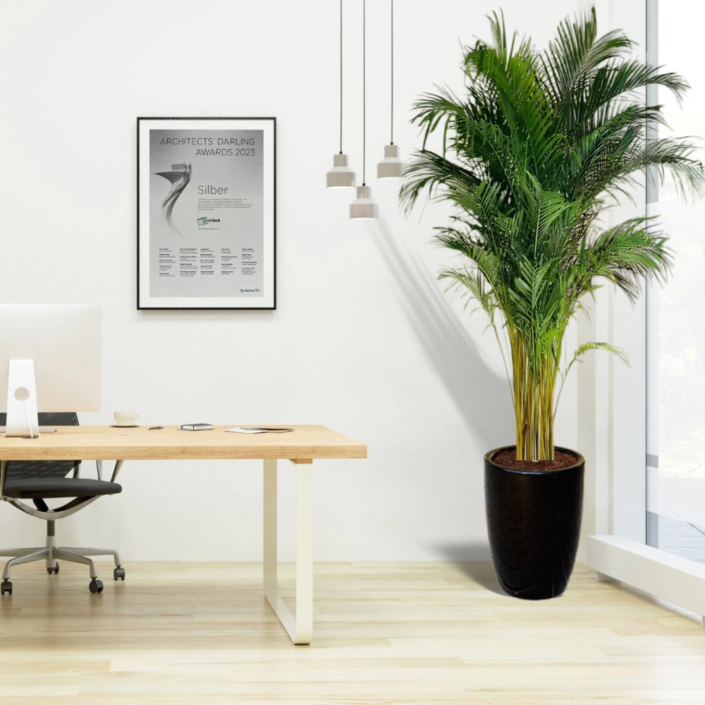 Arecapalm xl in black pot office plant