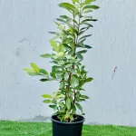 Syzygium Cumini Tree