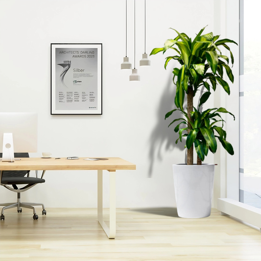 dracena in white ceramic pot office plant