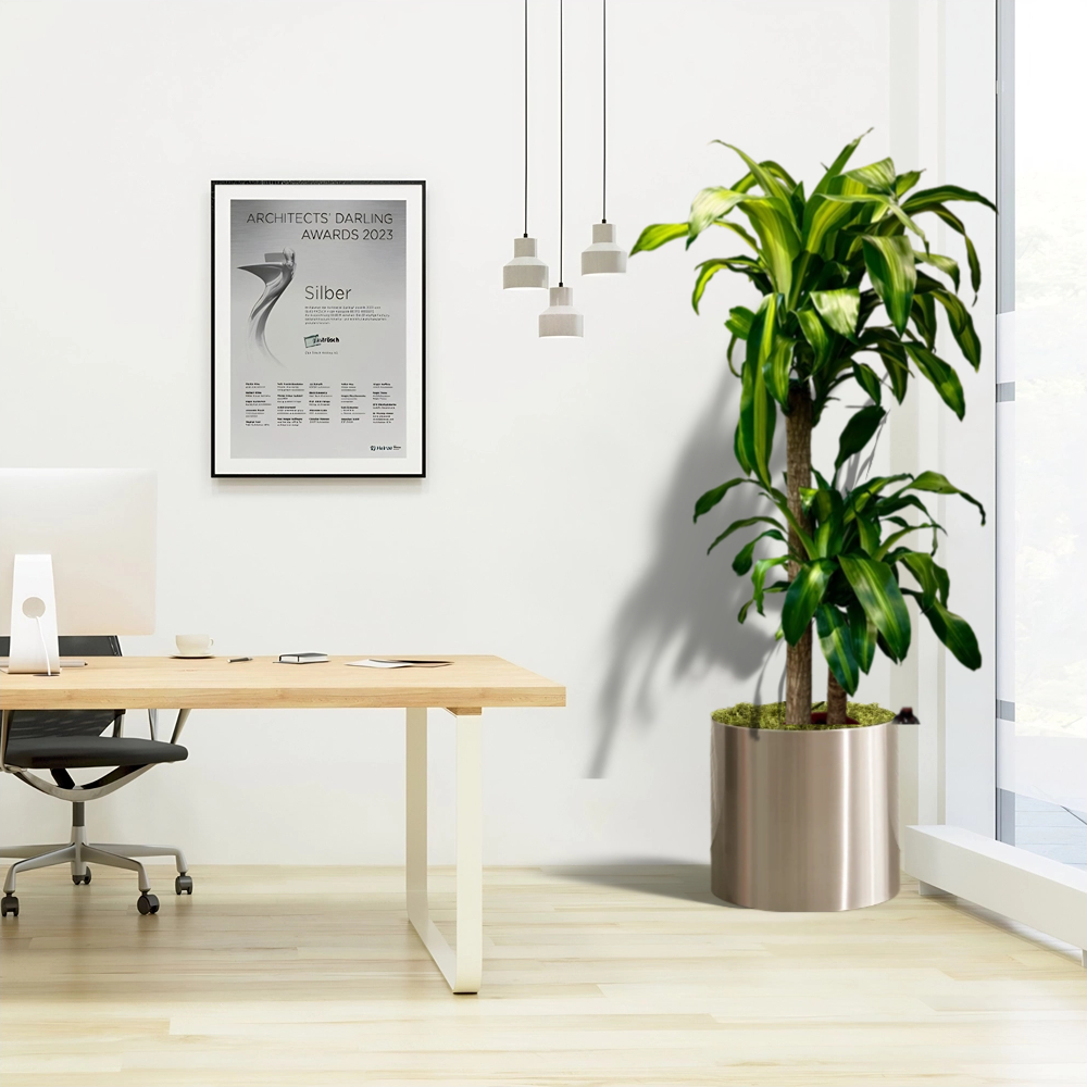 dracena office plant in stainless steel point