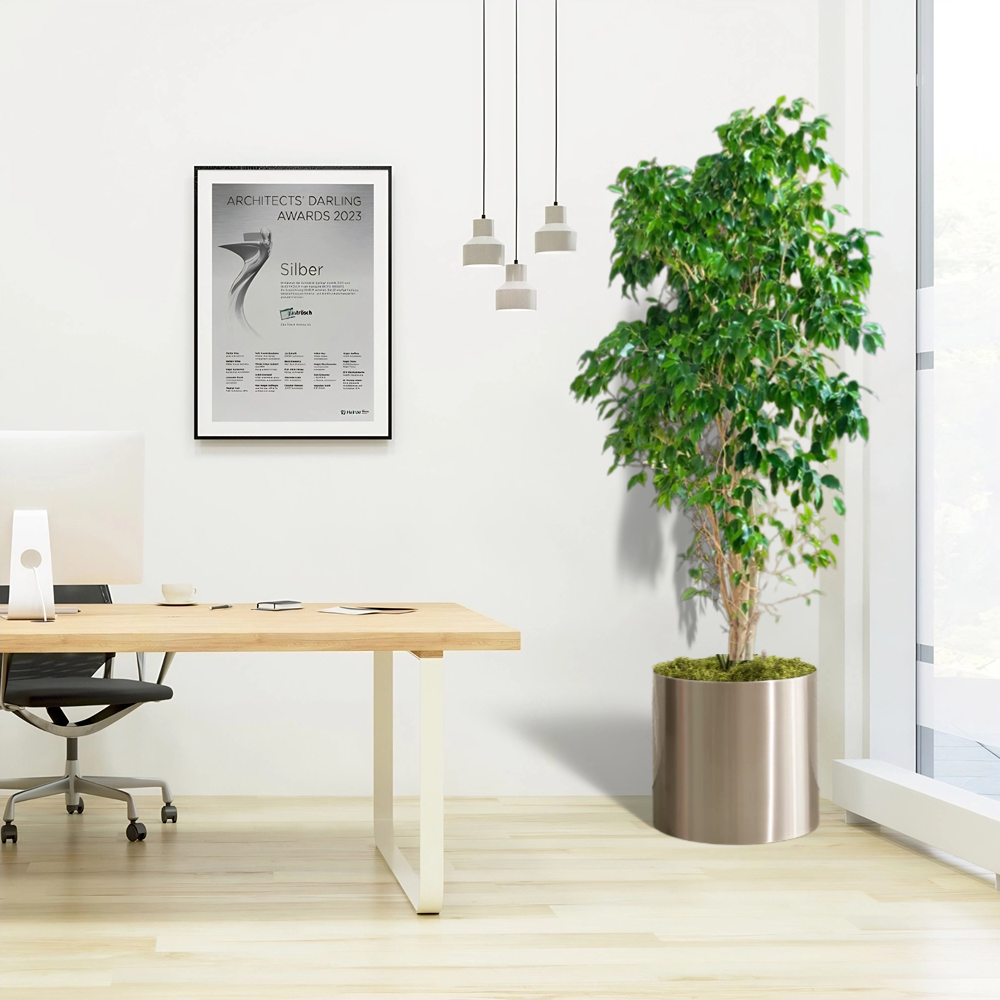 ficus benjamin office plant 20225