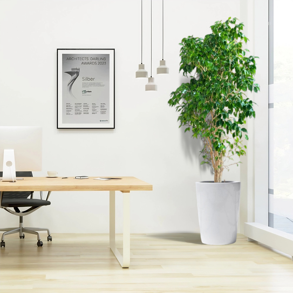 ficus benjamin office plant in ceramic pot2025