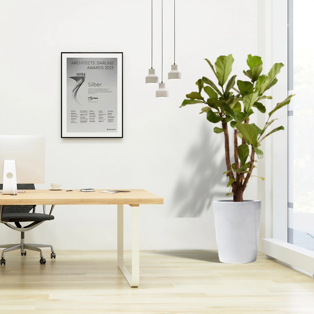 ficus lyrata branched in white ceramic pot