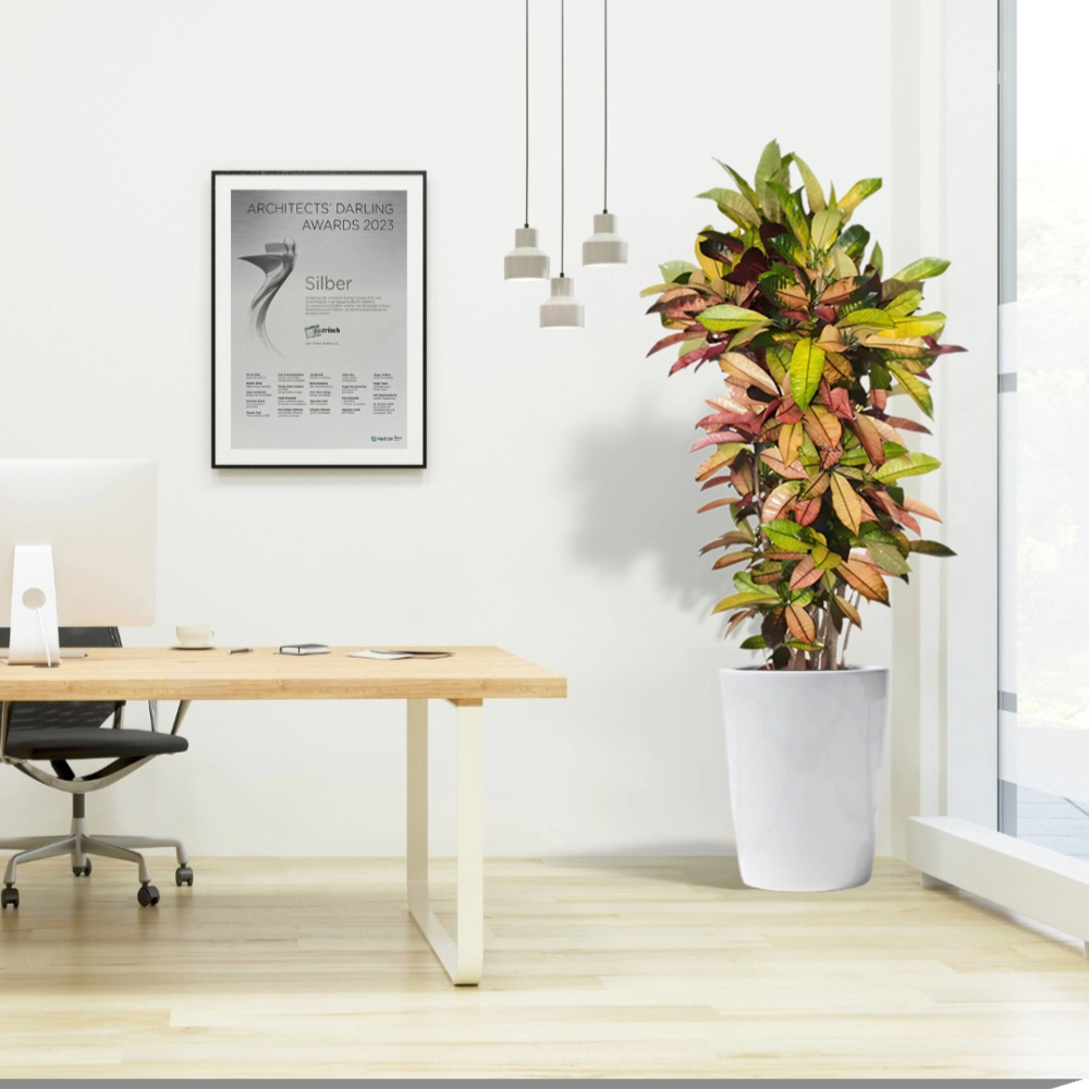 iceton croton in white ceramic pot office plant