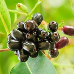 Syzygium Cumini Tree