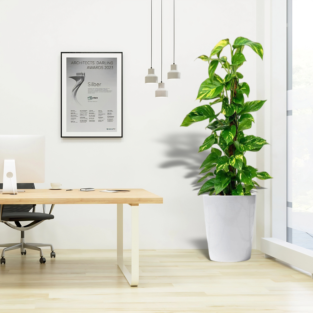 money plant in white ceramic pot office plant