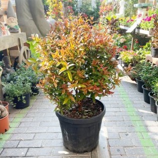 Syzygium Australe greensouq