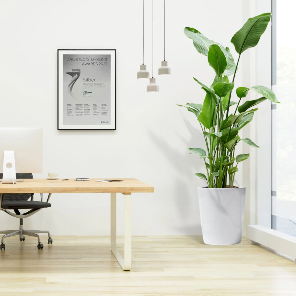 strelitzia in white ceramic pot office plant