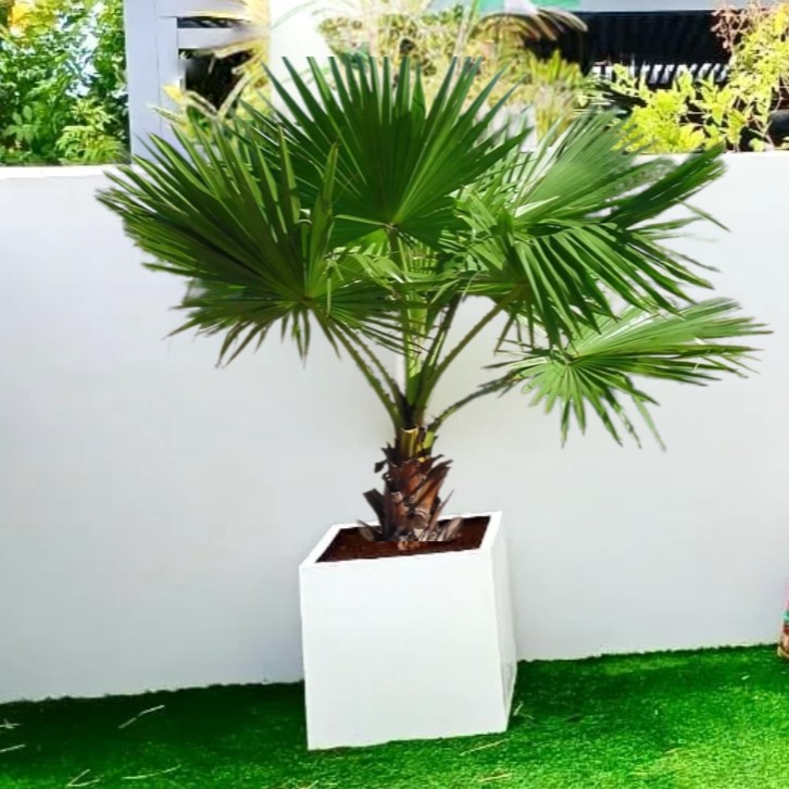 washingtonia in grp pot