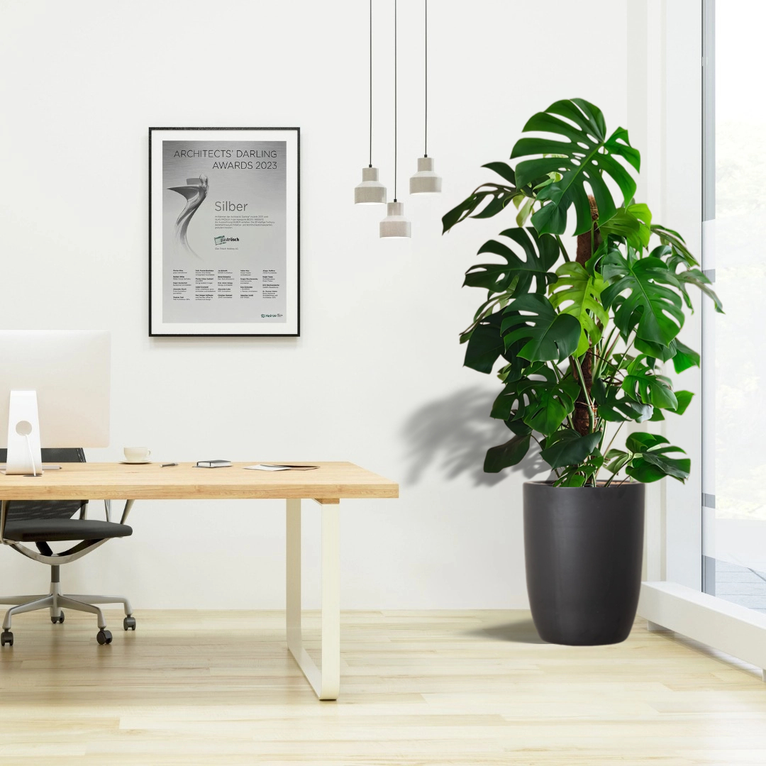 monstera office plant in black ceramic pot