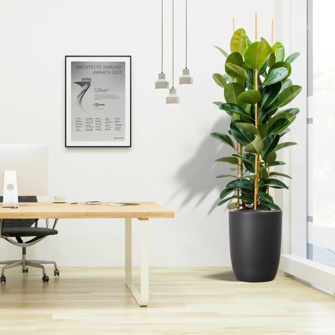 office rubber plant in black ceramic pot long