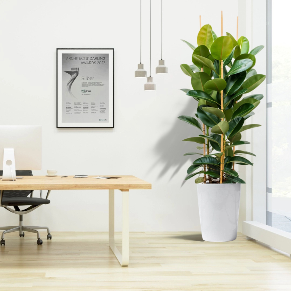 office rubber plant in white ceramic pot