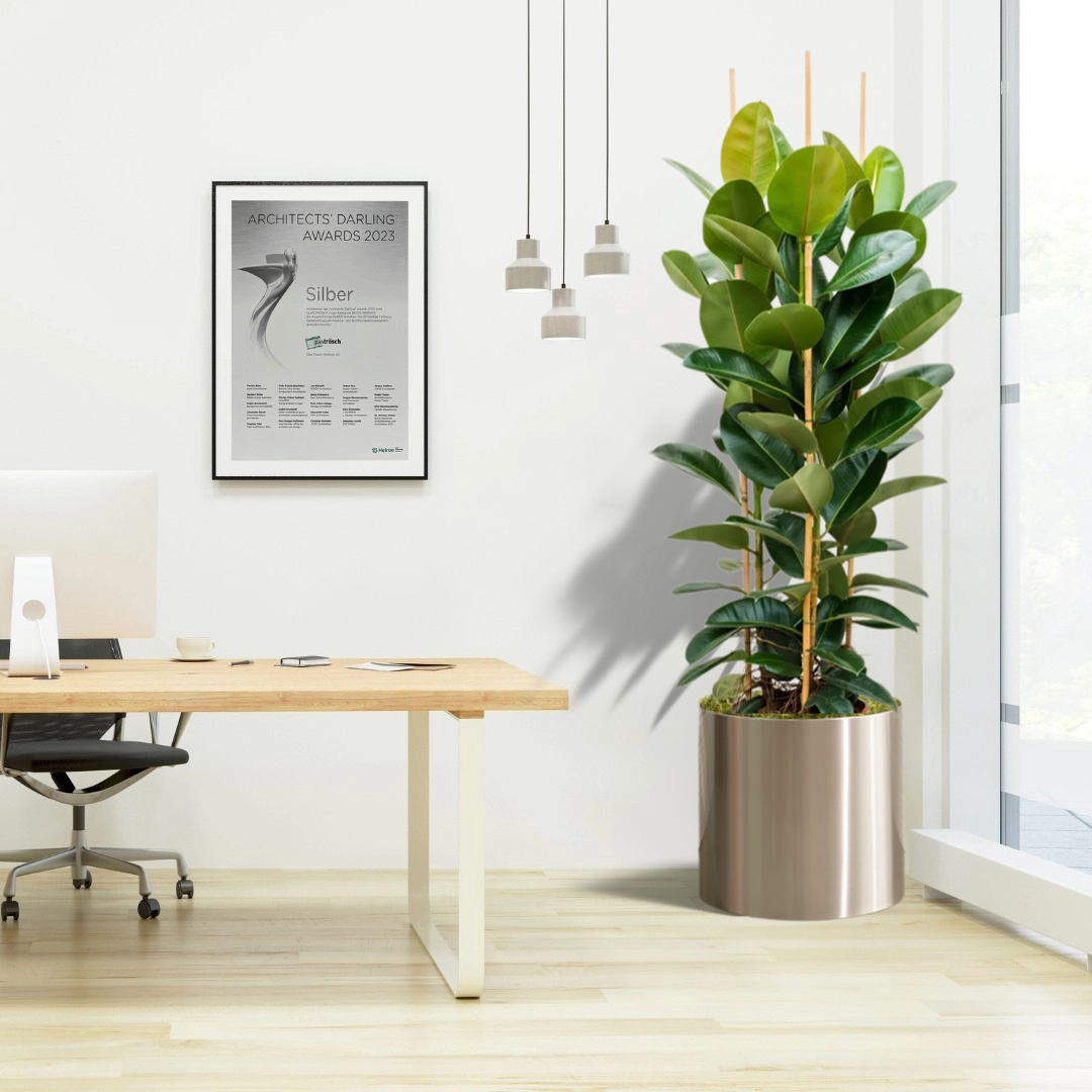 office rubber plant long