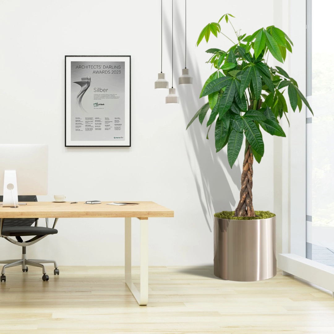 patchira office plant in stainless steel pot